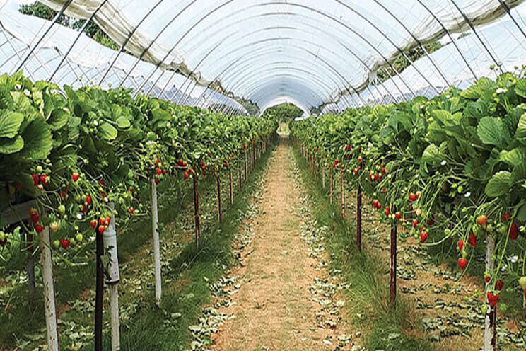 Powdery mildew prediction tool to boost strawberry industry