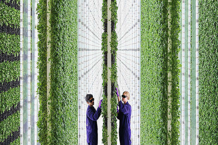 Vertical farming offers solutions