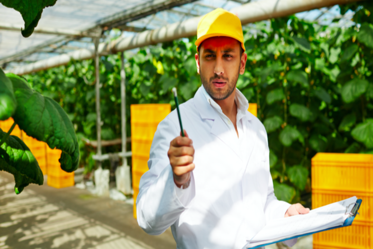 How supplemental lighting impacts cucumber production