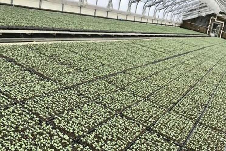 Newfoundland invests in greenhouse veggy facilities