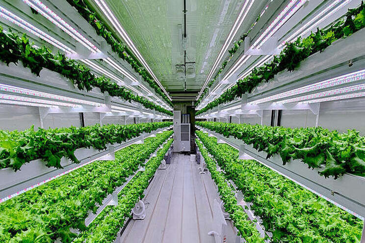 UAE to launch hydroponic vertical farming