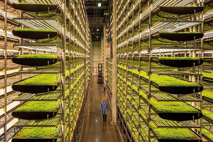 Vertical farming with hydroponics