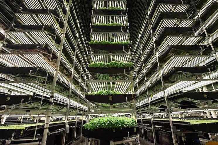 Is indoor agri the future of farming?