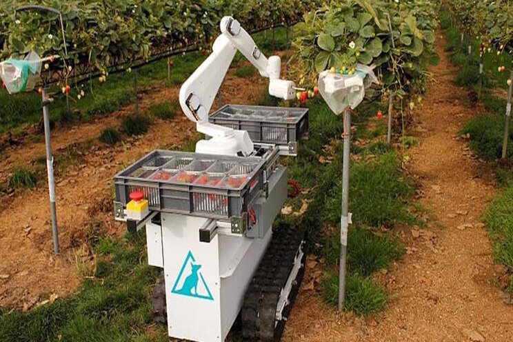 Automato harvest: AI beats farmer