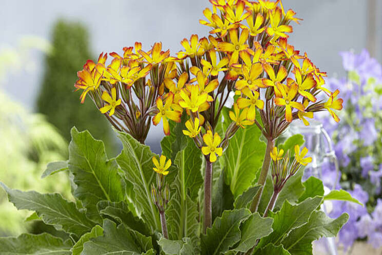 Culture Report: Primula 'Oakleaf Yellow Picotee'