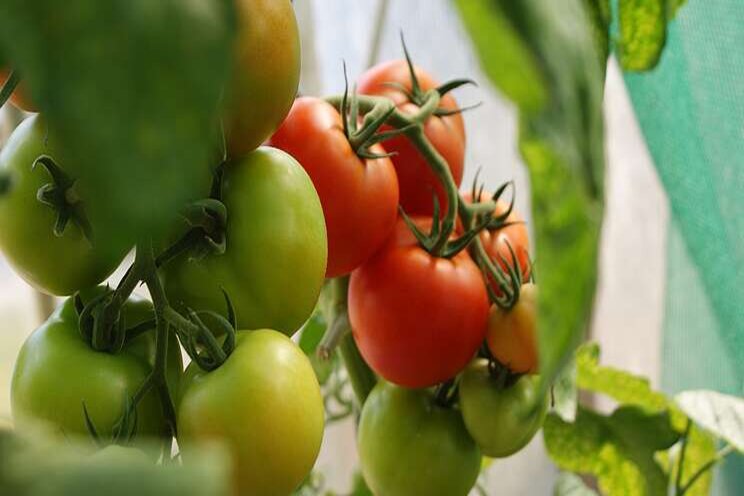 Tomatoes in an autonomous greenhouse