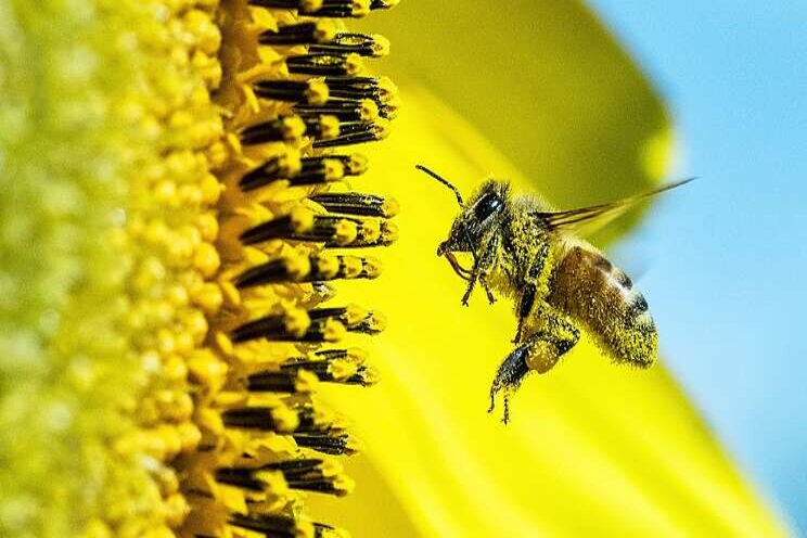 STUDY| Soap bubbles could assist bees with pollination 