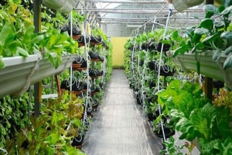 Vertical farming is the future