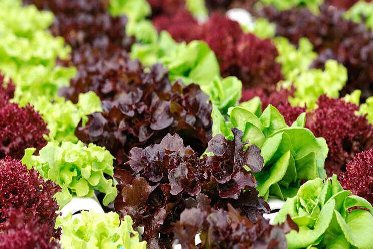 CEA for short-cycle single harvest leafy green crops