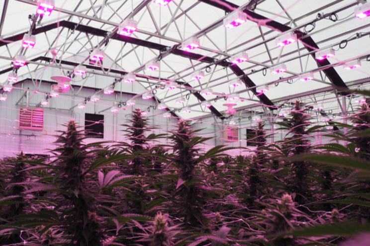 Cannabis growing with horti SSL is a numbers game