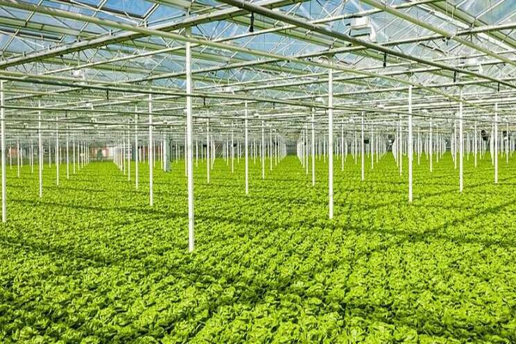 Hydroponic lettuce increasingly grown