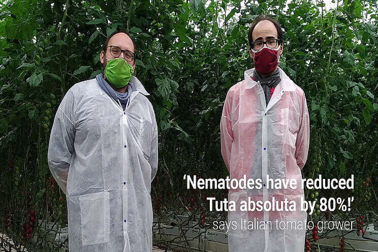 Nematodes significantly reduce Tuta larvae