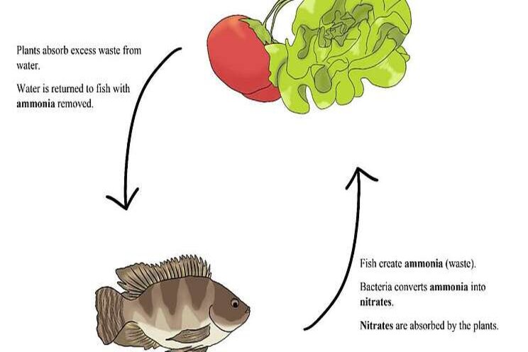 Aquaponics: A solution for self-sustainability