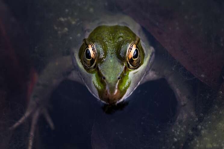 Ecological frog deterrents for leafy green fields