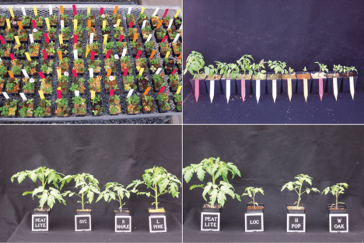 Can wood substrates be phytotoxic to greenhouse crops?