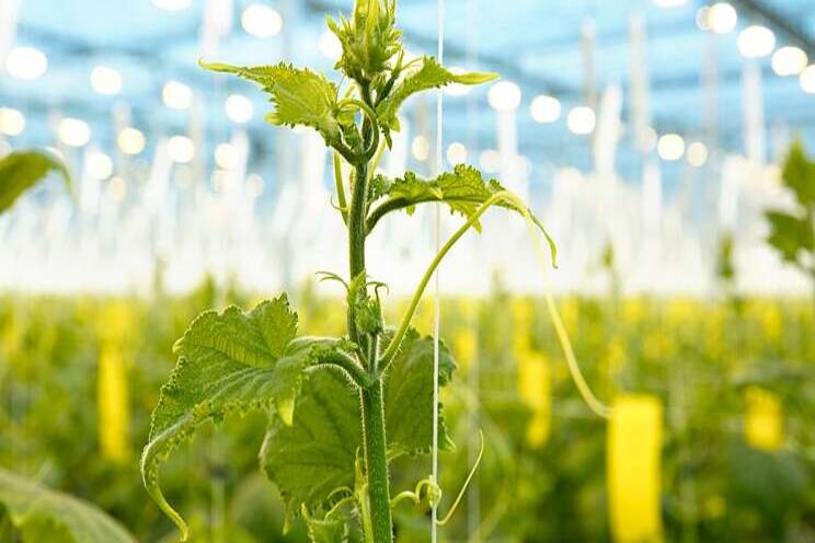 20 years of high-wire cucumbers marked