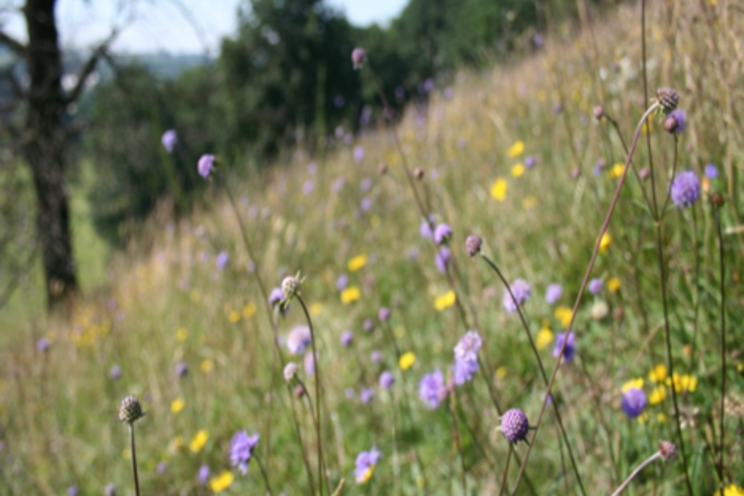 New approach to the nitrogen problem