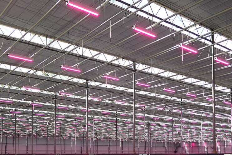 Growers positive about grow light system payback period