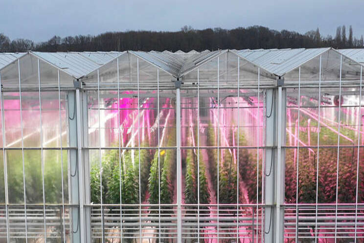 Top light series for global greenhouse cultivators