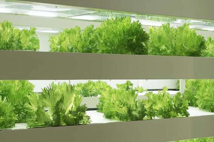 A roadmap for the future of vertical farming