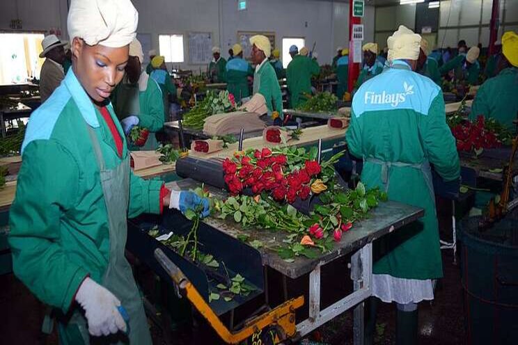 Kenya's horti exports recovering