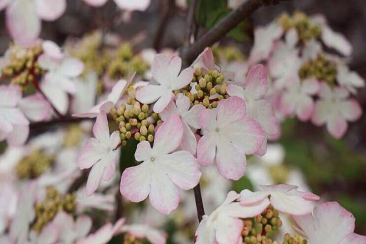 Viburnum 'Kilimandjaro Sunrise' awarded plant of the decade