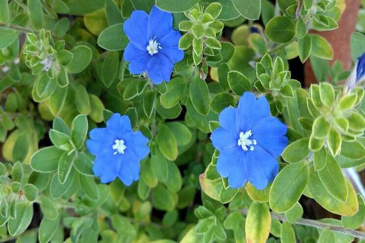 Texas Superstar ornamental, blooming plants