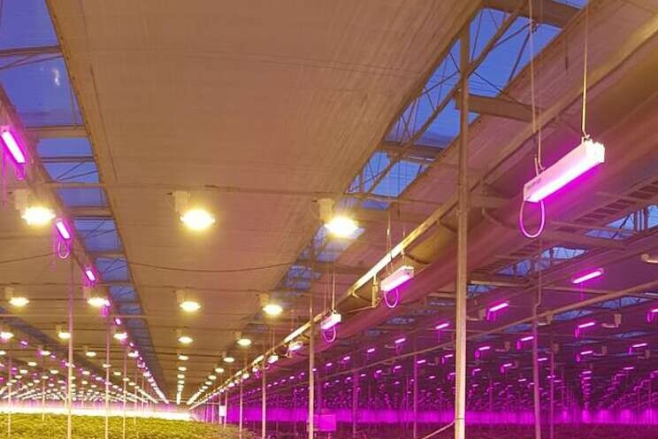 Multiple reasons to invest in LED grow light