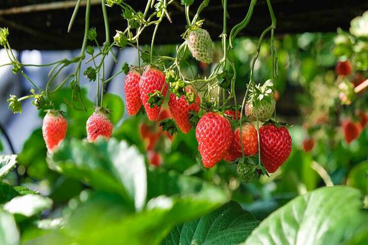 Strawberries hang too, like flowers