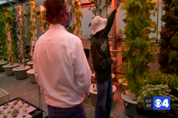 Greenhouse supplies fresh produce to local restaurants