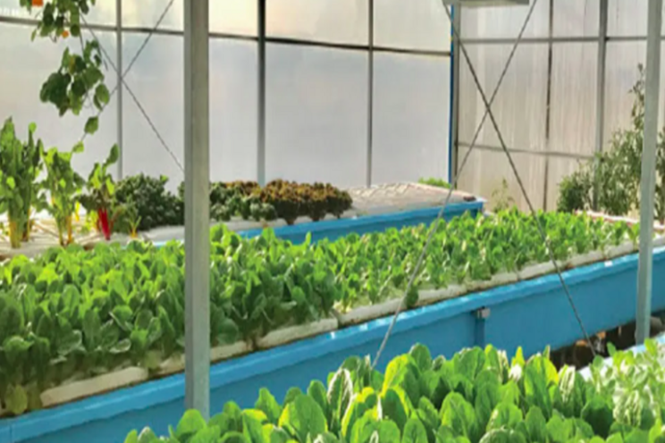 Greenhouse producer looks at $18 million expansion