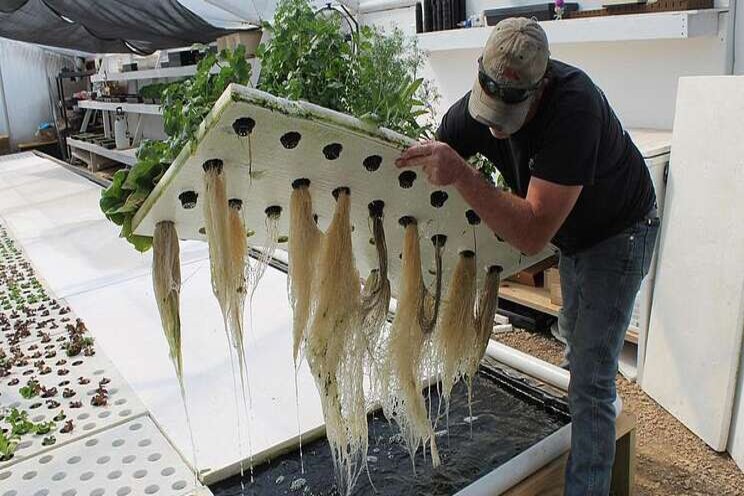 Aquaponic farm floats fresh food