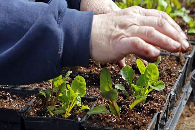 City growing crops for Gleaners