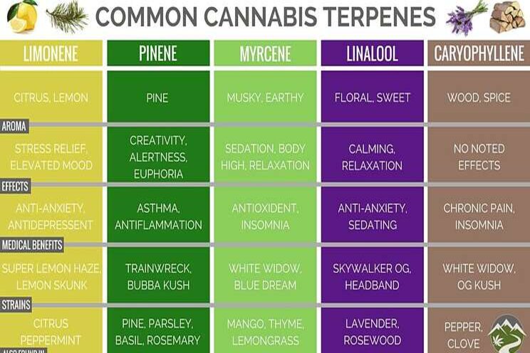 Cannabis terpenes: What growers need to know