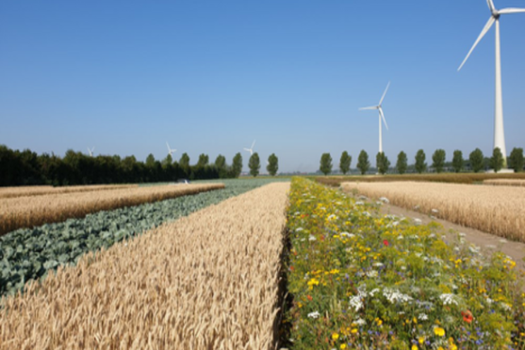 More nature in fields through strip cropping