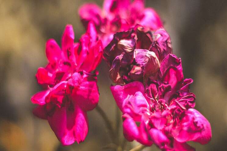 Geraniums destroyed due to rare bacteria