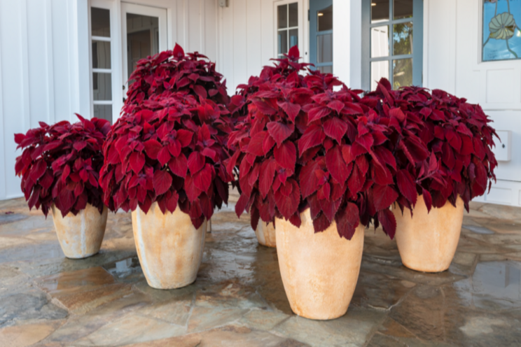 Culture report: Coleus 'Main Street Beale Street'