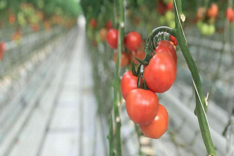 Artificial intelligence greenhouse complex