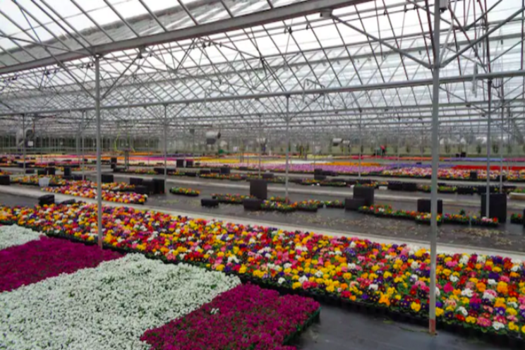 Wholesale plant nurseries are now open for online shopping