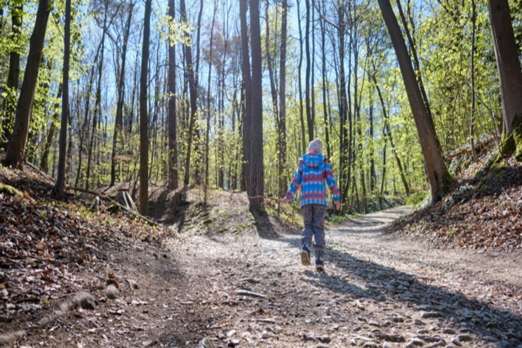 Climate-proof forests in the Netherlands and Europe