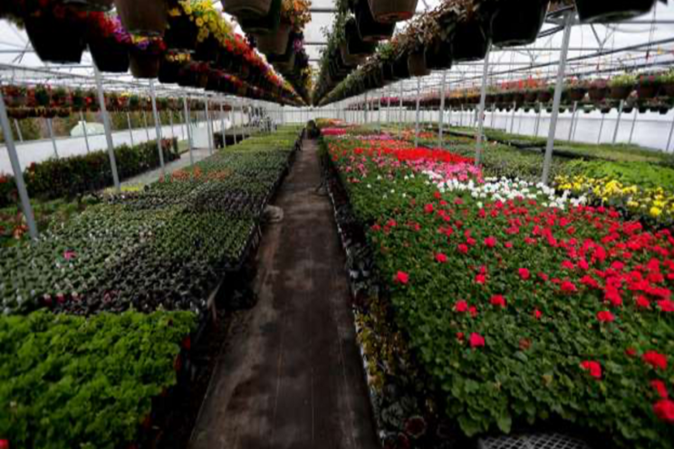 Local greenhouses expect to see higher demand