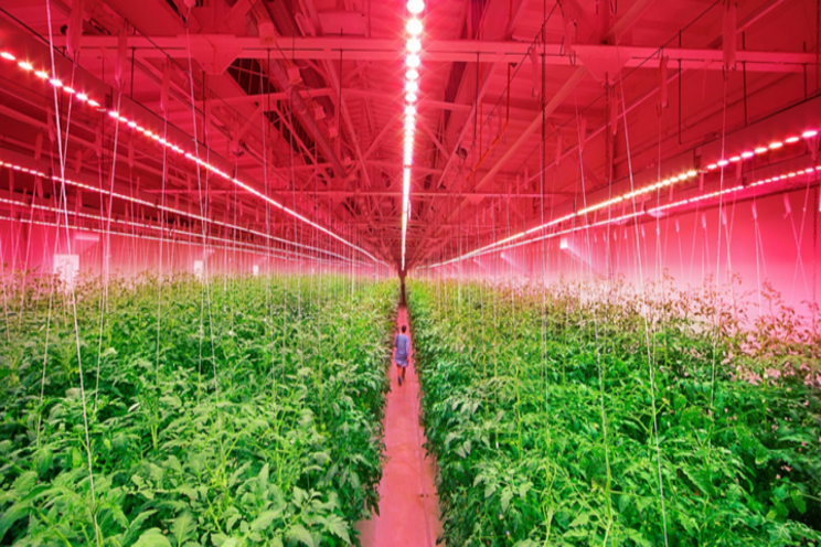 Russian vegetable farms with LED toplighting and interlighting