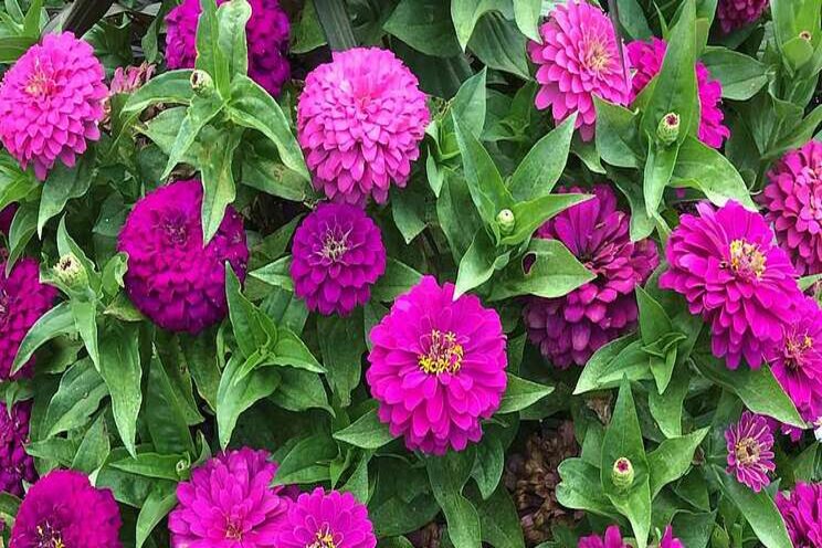 10 new annuals and perennials to plant this season