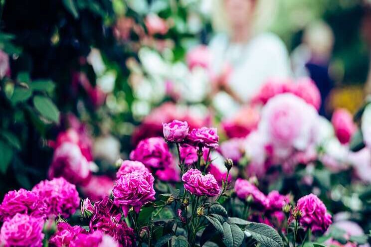 Chelsea Flower Show goes online for the first time