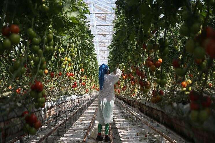 Global leader in geothermal greenhouses