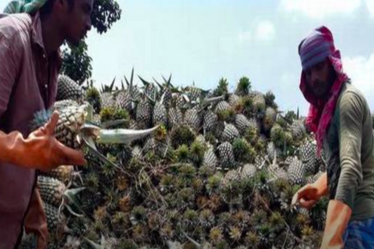 Horti dept. to rescue pineapple growers