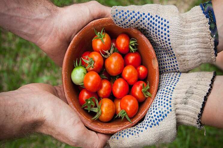 Turkish farmers continue planting as usual