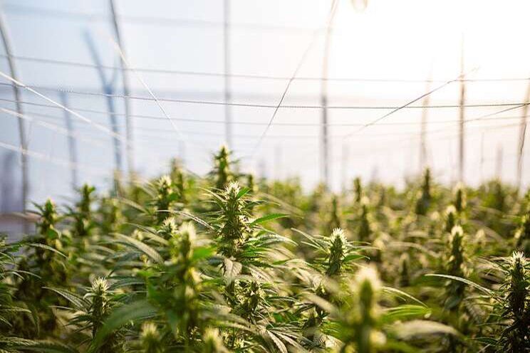 What Hemp Growers need to know