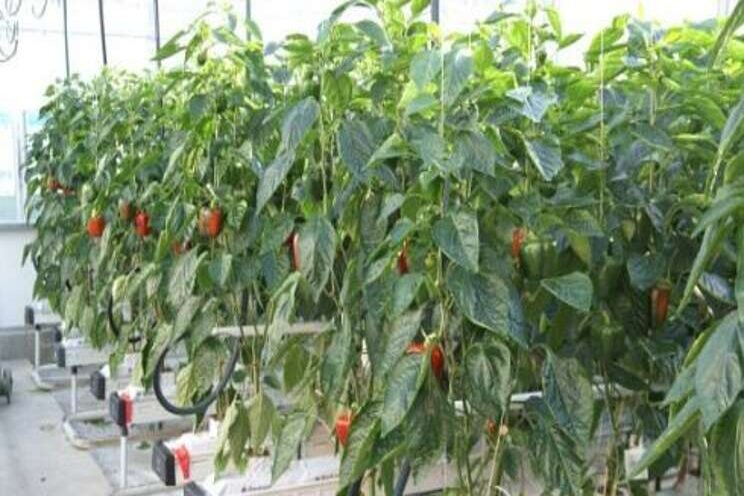 Horticulture without water pollution viable