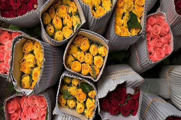 Kenya's flower industry suffers lack of freight